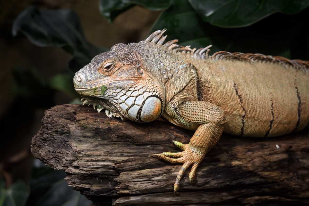 GettyImages-1058602772 289-Million-Year-Old Mummified Reptile Found: Everything to Know