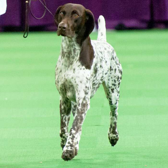 TV and Streaming Viewing Picks for May 8, 2023: how to watch Westminster  Dog Show