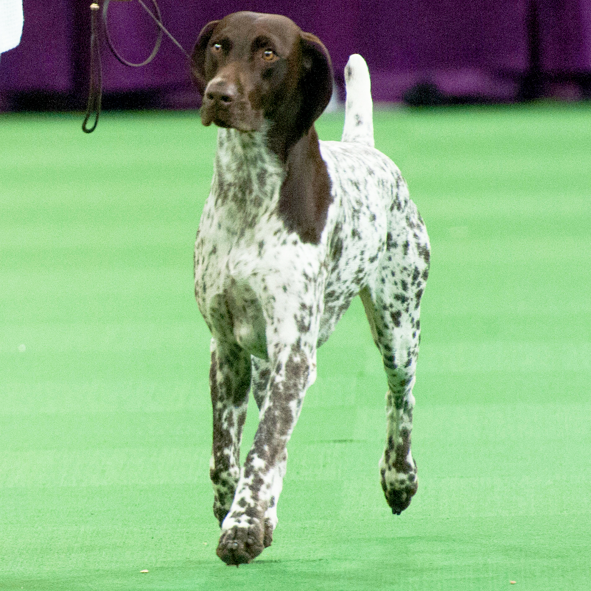 Westminster german sales shorthaired pointer