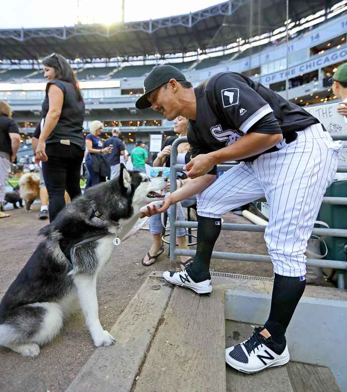 Chicago White Sox Set World Record for Most Dogs in Attendance Us Weekly