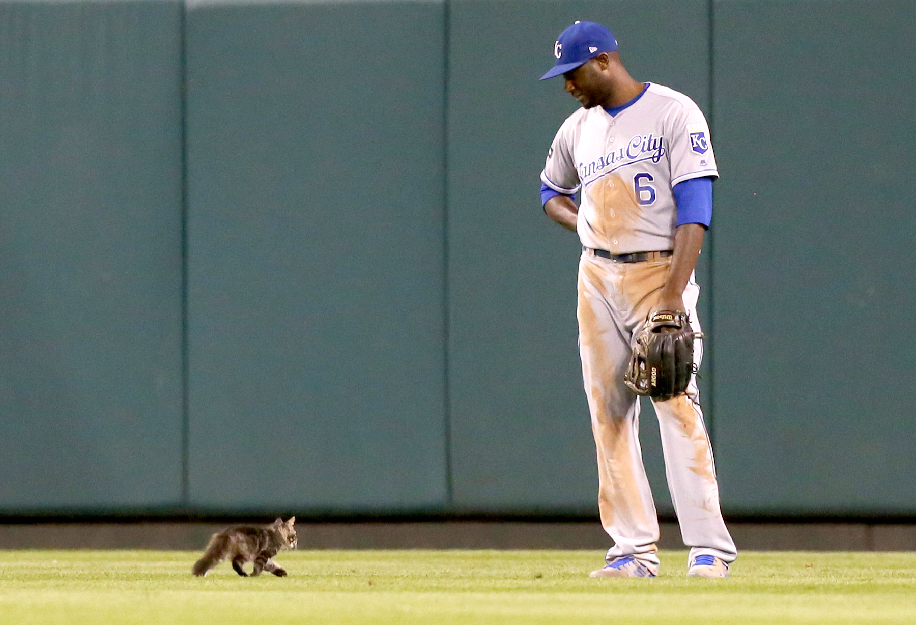 Cardinals' Rally Cat is home safe after being lost on the streets of St.  Louis 