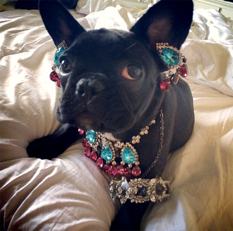 Lady Gaga Criticized by PETA for Dressing Up Dog
