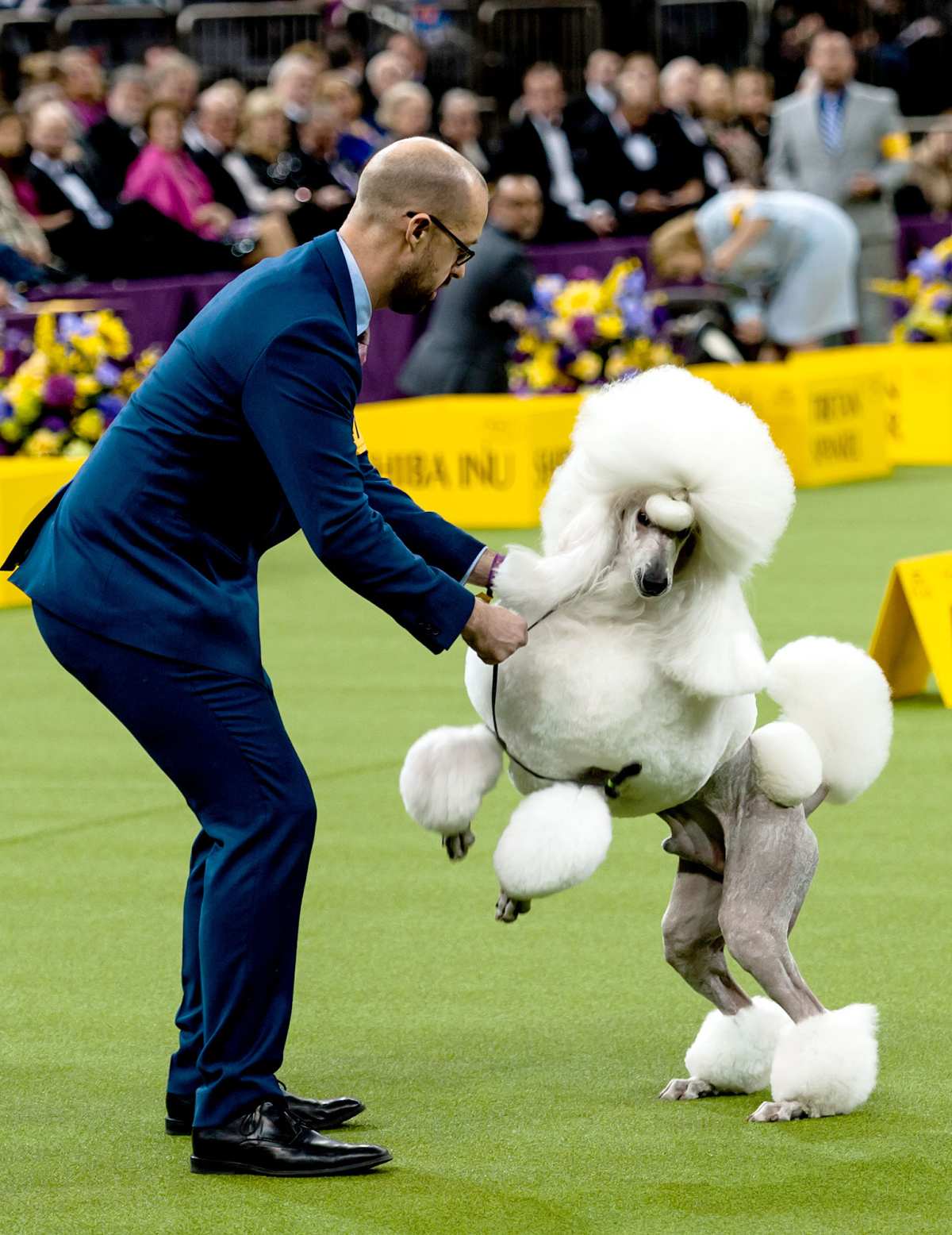 Westminster Dog Show Awards 'Best in Show' to Rumor the German Shepherd